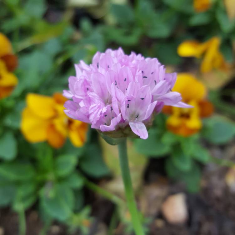 Plant image Armeria pseudarmeria 'Ballerina Purple Rose'