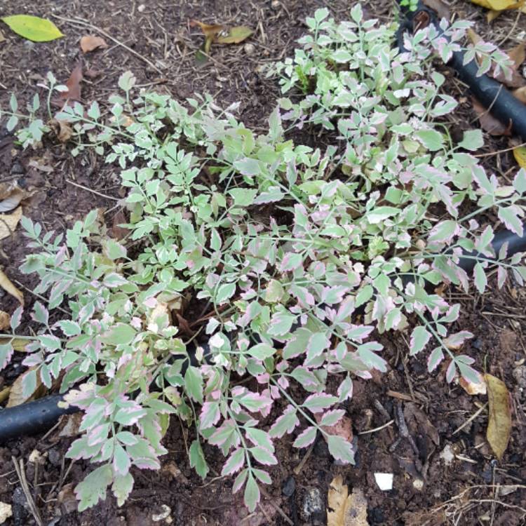 Plant image Oenanthe javanica 'Flamingo'