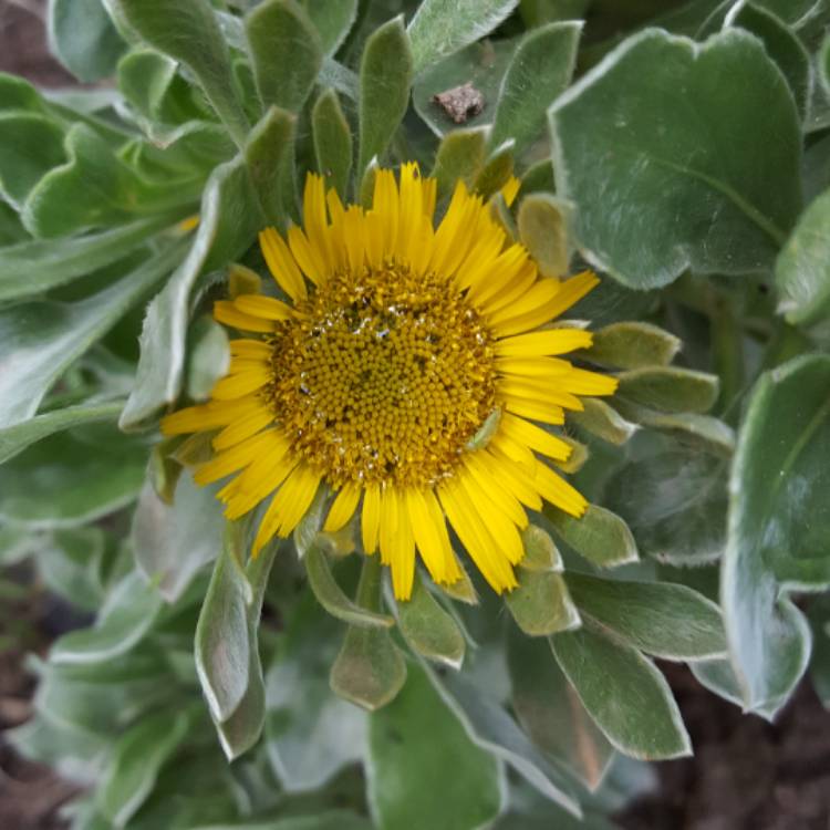 plant image 613859