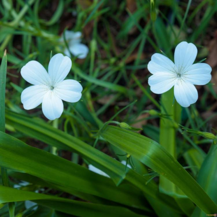 plant image 614806