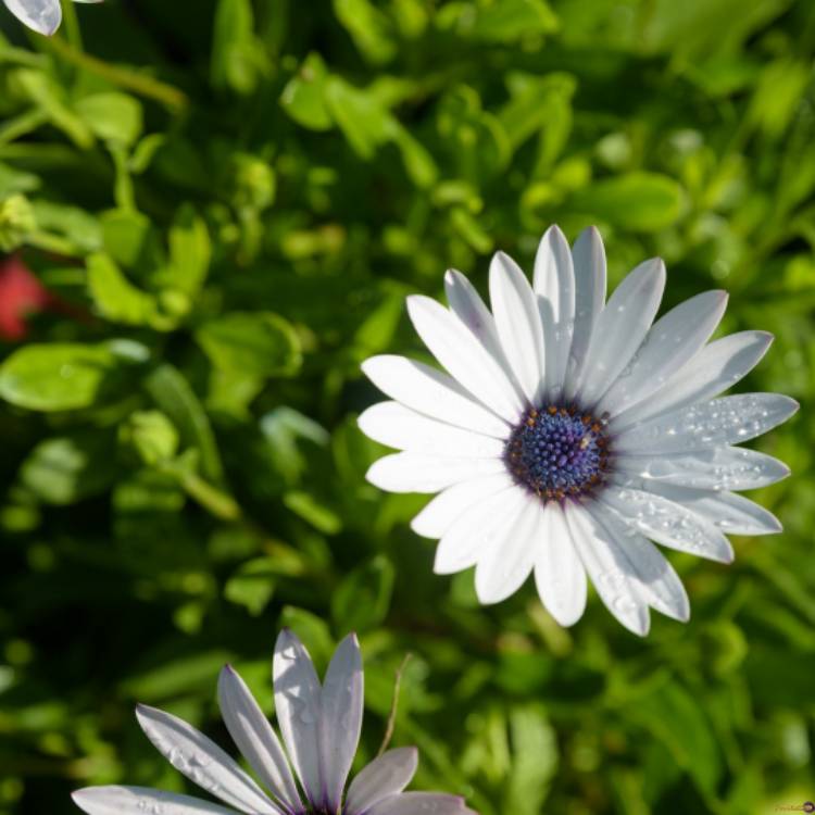 Plant image Osteospermum Ecklonis 'Akila White Purple Eye'