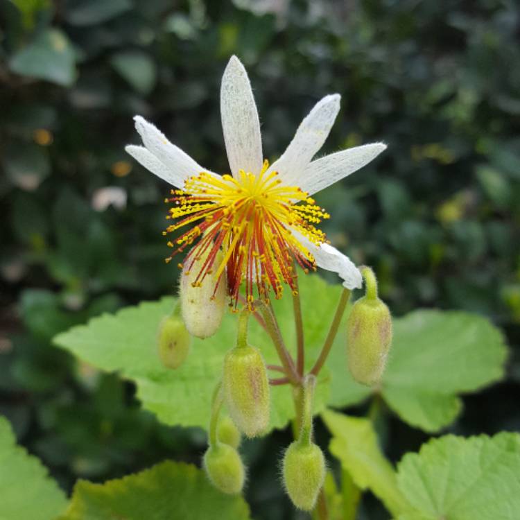 Plant image Sparmannia Africana