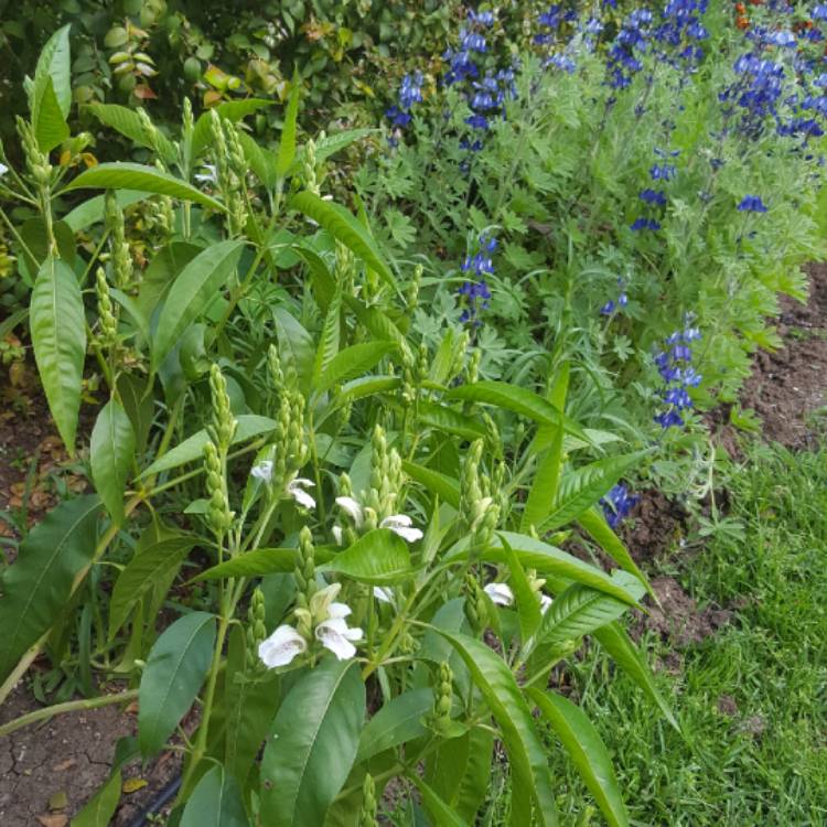 Plant image Justicia adhatoda
