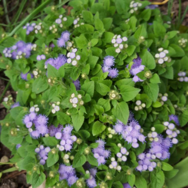 plant image 629471