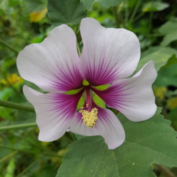 Plant image Lavatera 'Maritima' (bicolour)