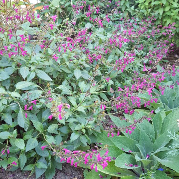 plant image 640706