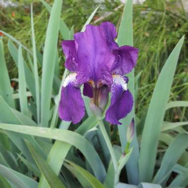 Iris x germanica