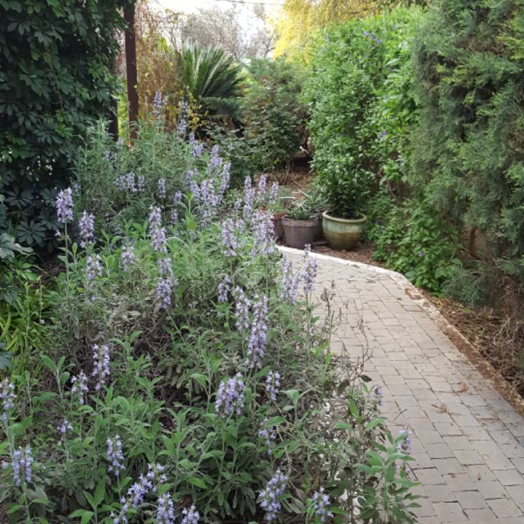 plant image 643140