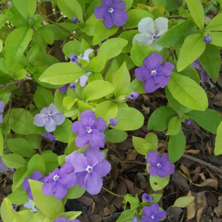 Plant image Brunfelsia pauciflora 'Floribunda'