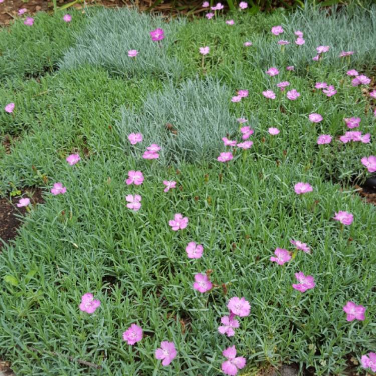 plant image 656711