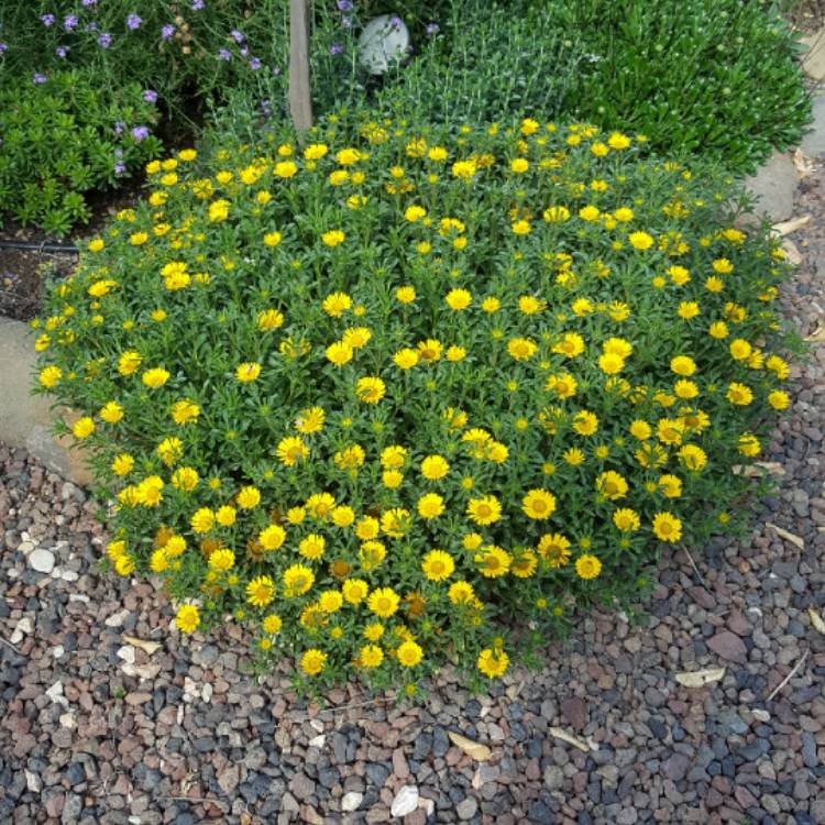 Plant image Asteriscus Maritimus 'Gold Coin' syn. Pallenis maritima