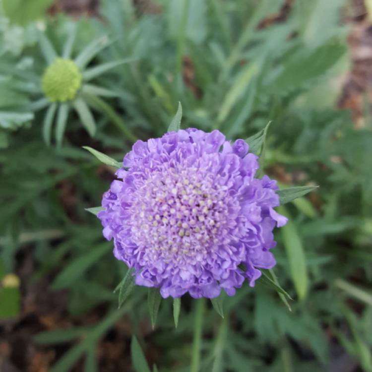 plant image 660638