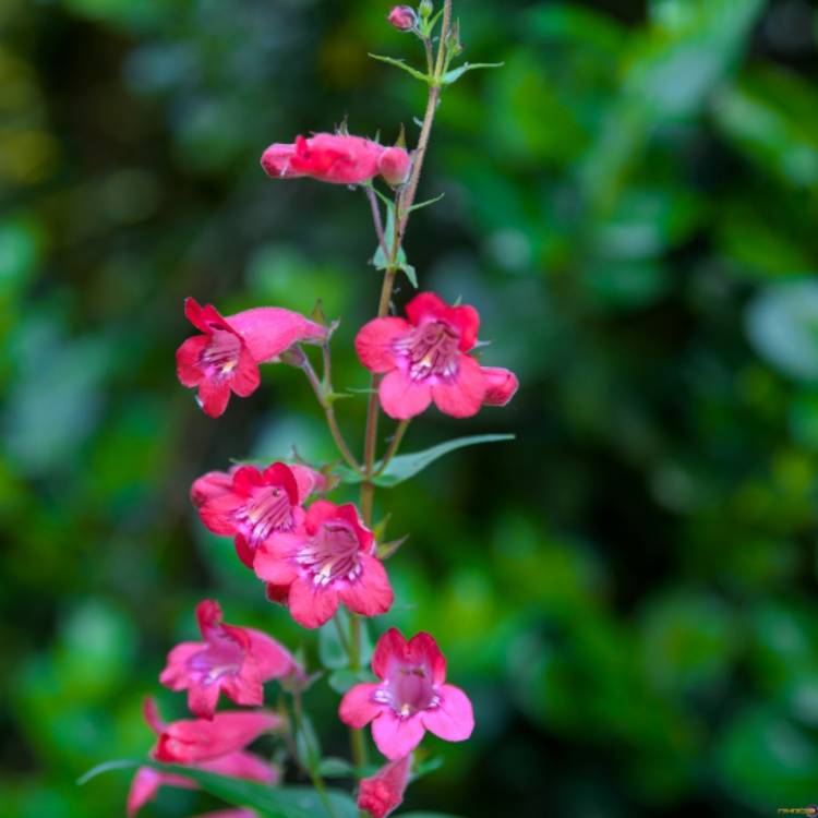 plant image 662607