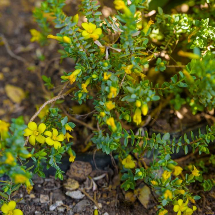 plant image 662611