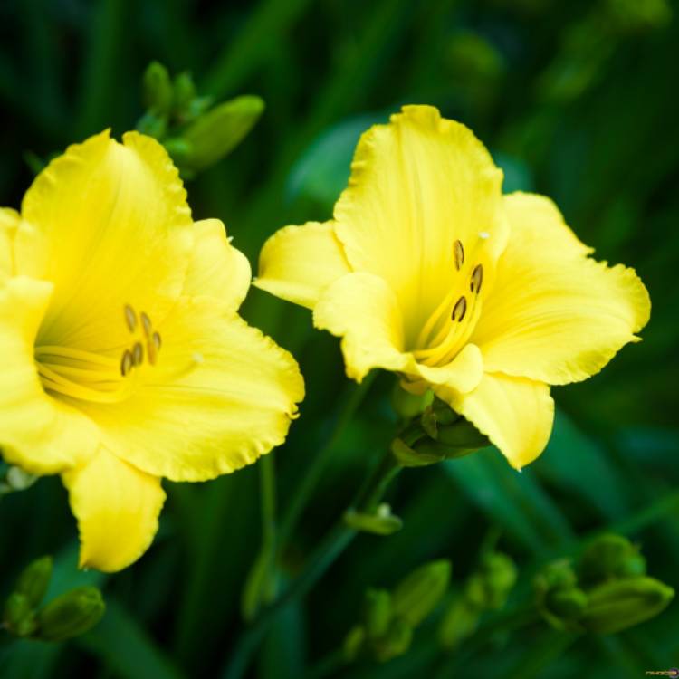 plant image 663710
