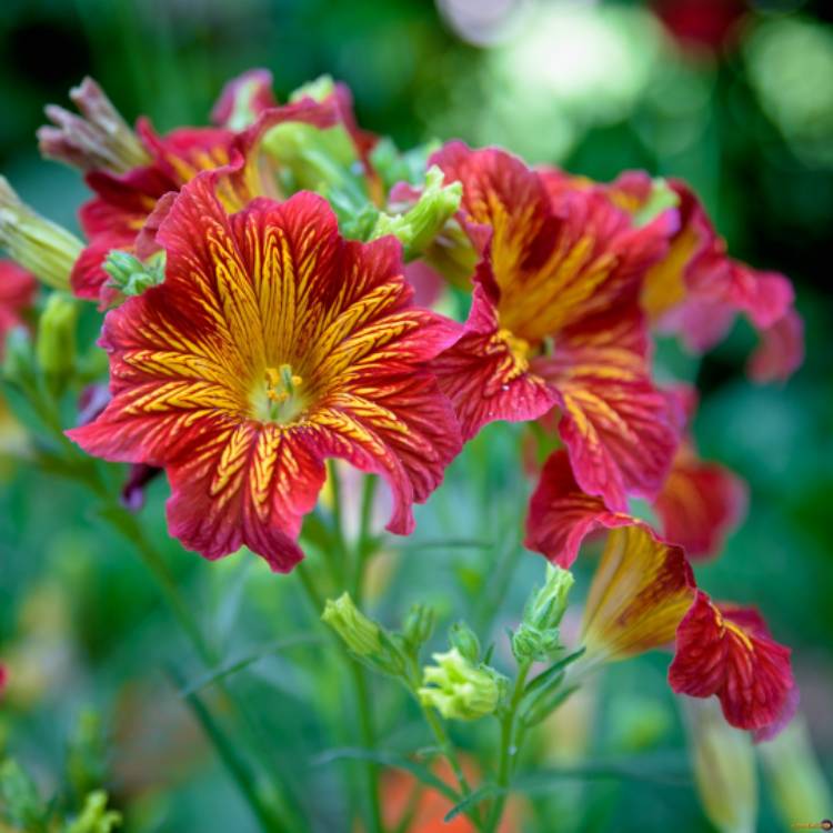 plant image 663713 plant image 663713