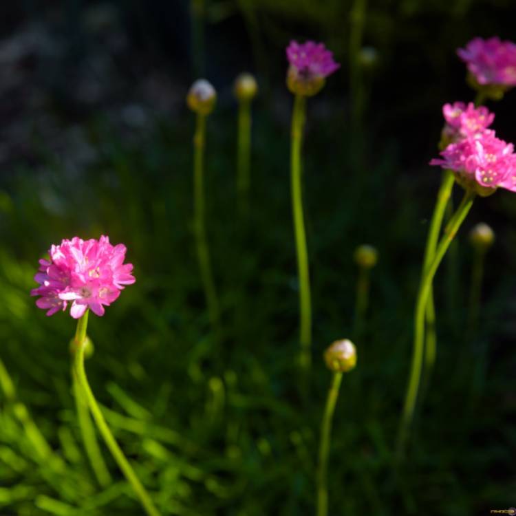 Plant image Armeria Caespitosa