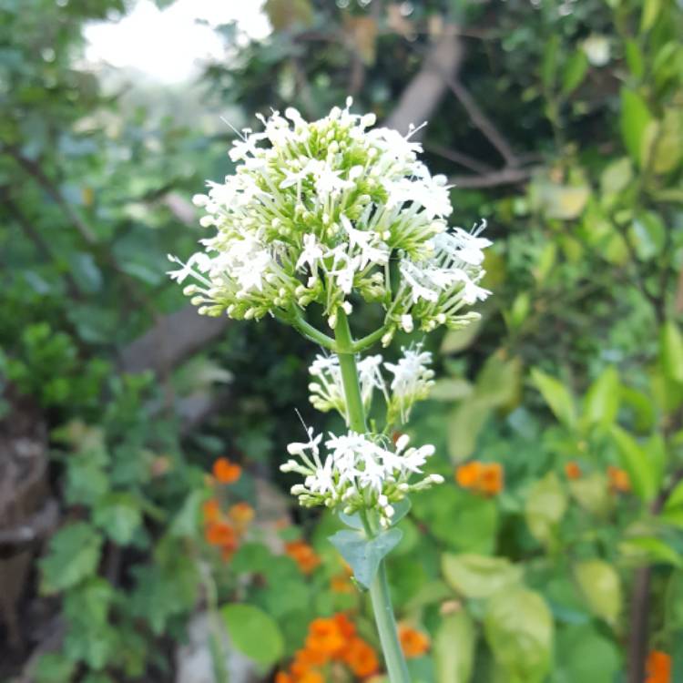 Plant image Centranthus ruber 'Albus'