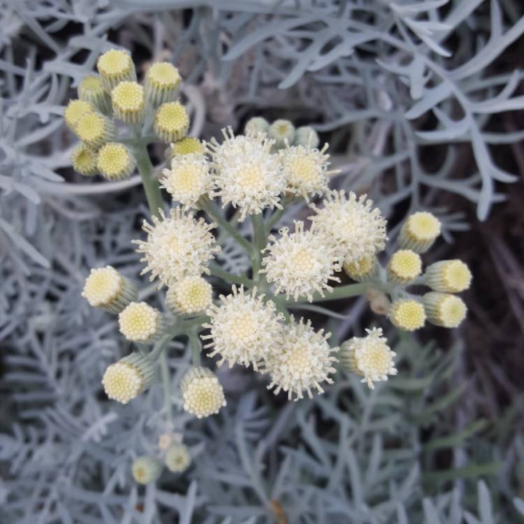 plant image 666941