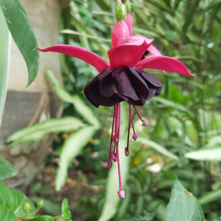 Plant image Fuchsia 'Blackie'
