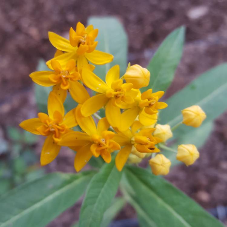 plant image 695406