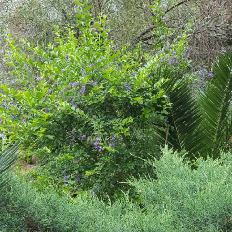 plant image 695628