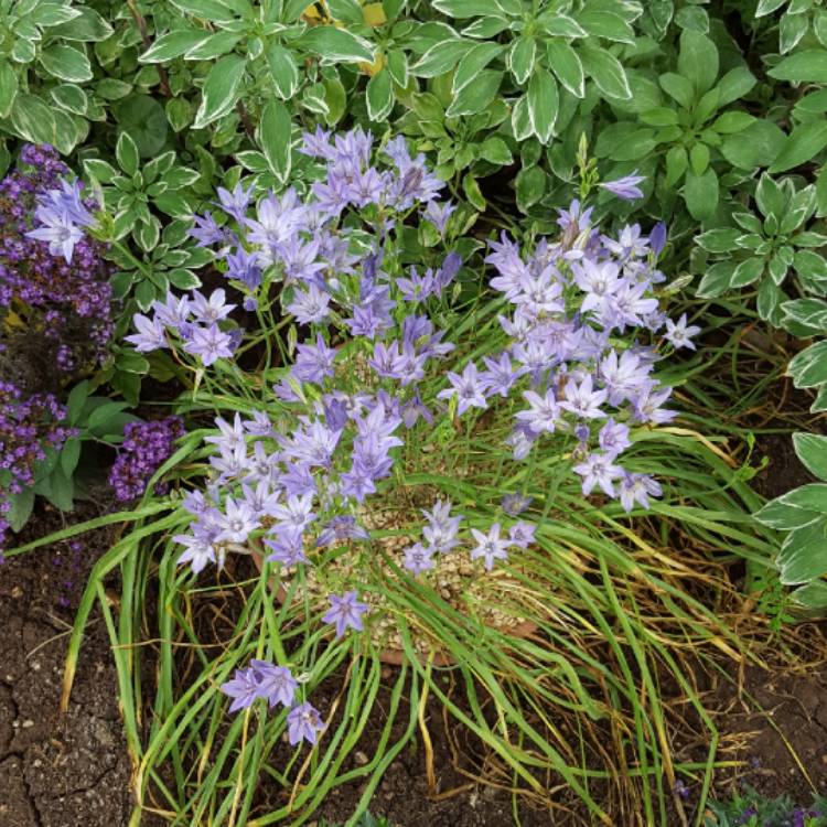 plant image 697820 plant image 697820