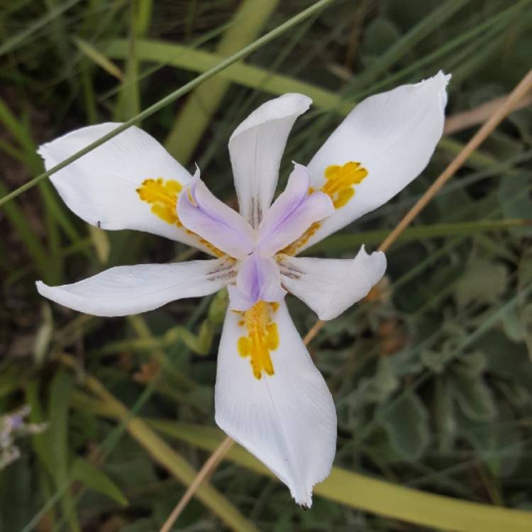 plant image 700900