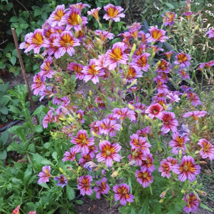 plant image 700904 plant image 700904