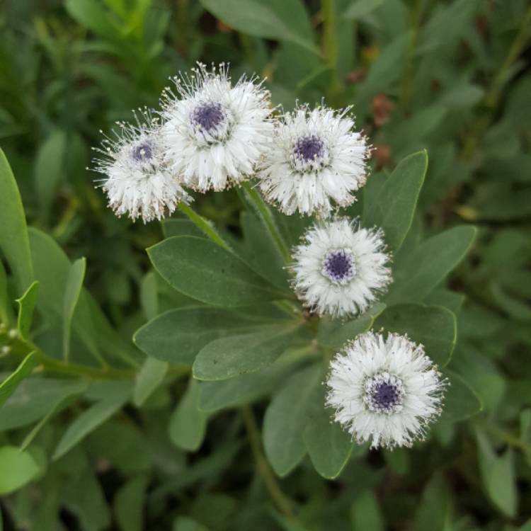 plant image 714056