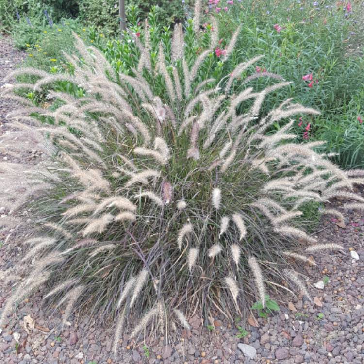 plant image 714084