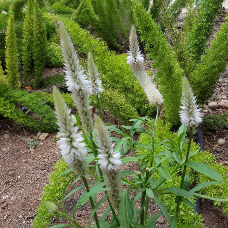plant image 742356