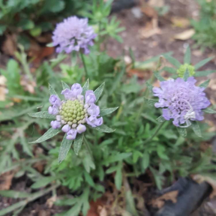 plant image 749770