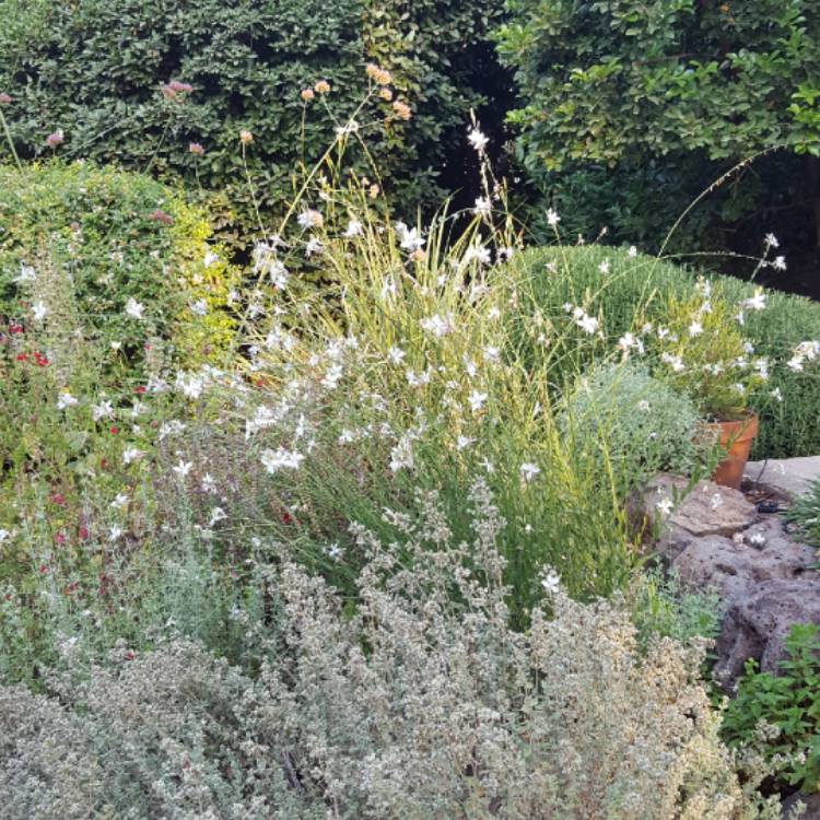 Plant image Oenothera lindheimeri 'The Bride' syn. Gaura lindheimeri 'The Bride'