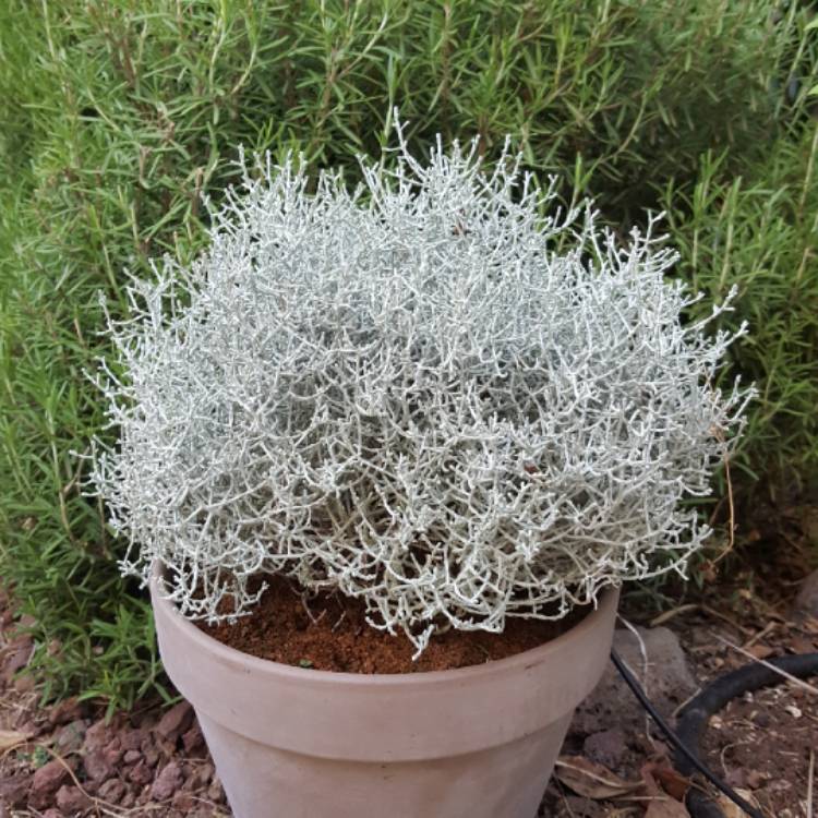 Plant image Calocephalus