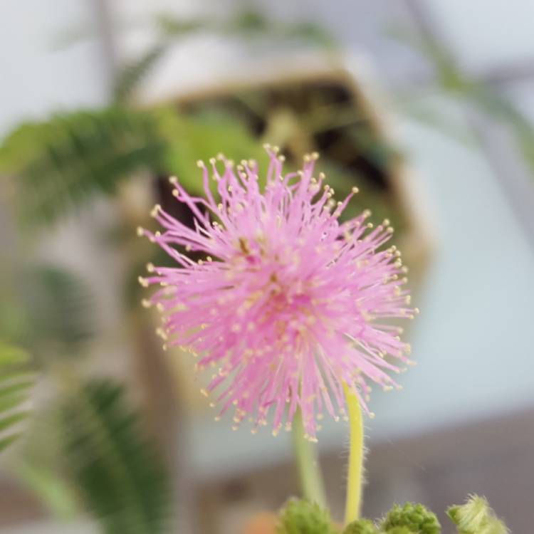 plant image 783273