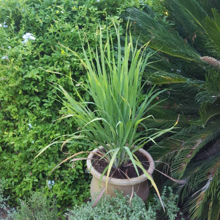 Plant image Cymbopogon citratus