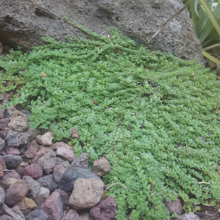 Plant image Thymus Serpyllum 'Elfin'