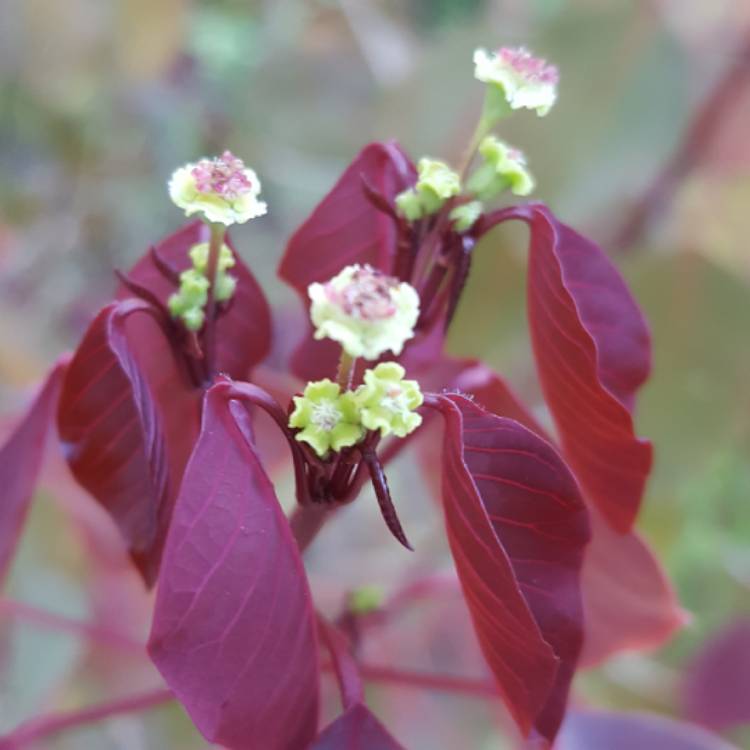 Plant image Euphorbia cotinifolia
