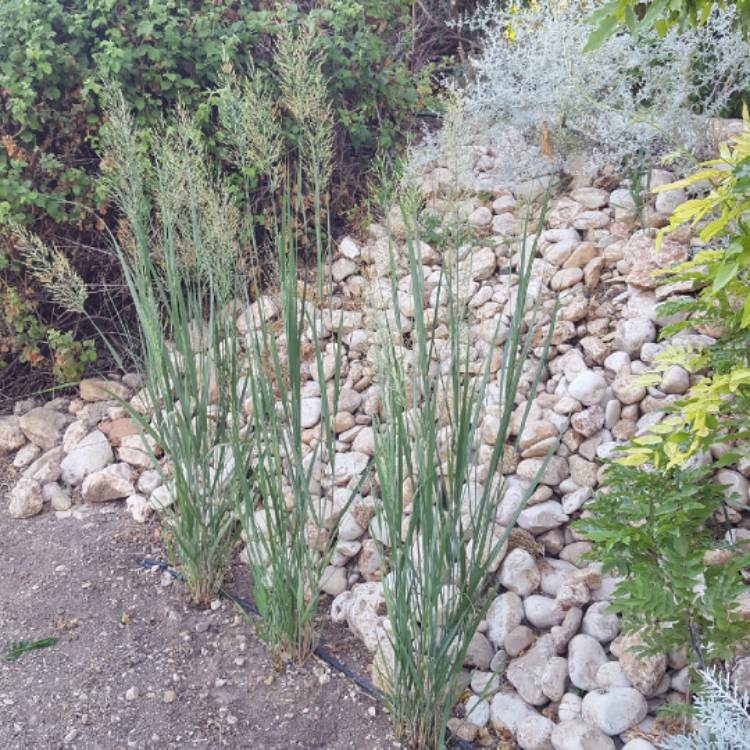 Plant image Panicum virgatum 'Northwind'