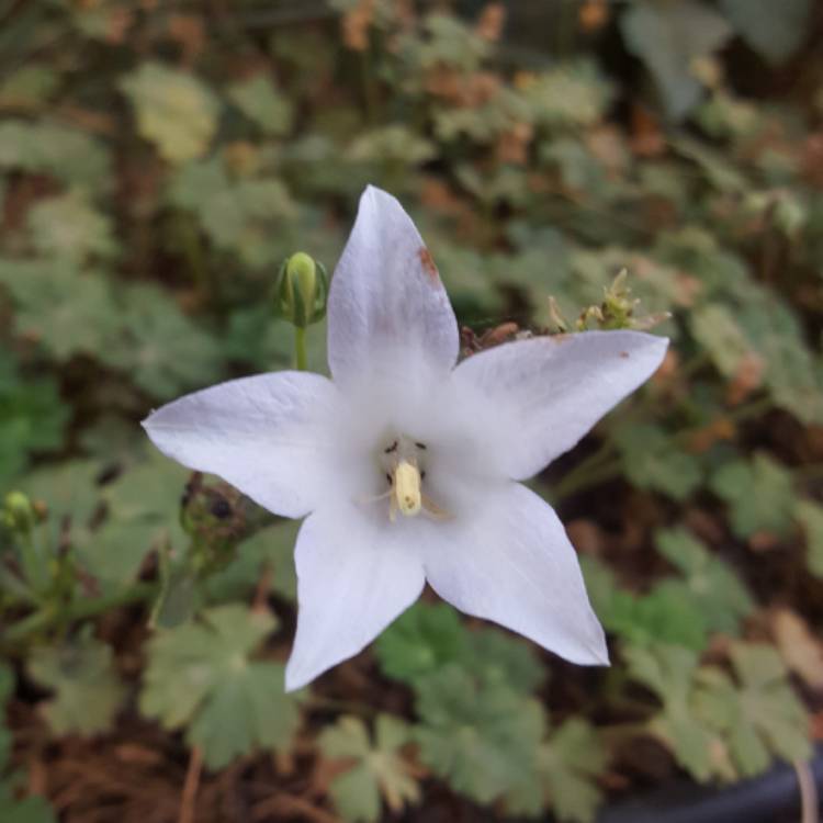 plant image 833443