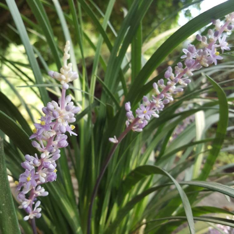 Plant image Liriope gigantea syn. Liriope muscari 'Evergreen Giant', Liriope 'Gigantea'