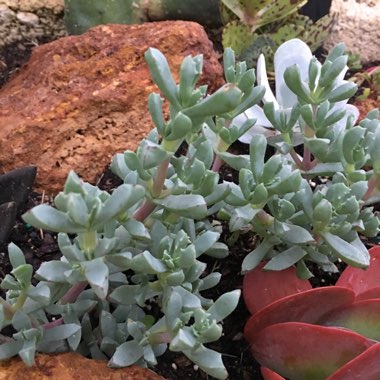 Deltoid-leaved Dewplant