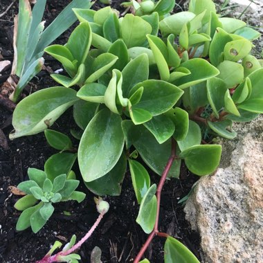 Talina's garden