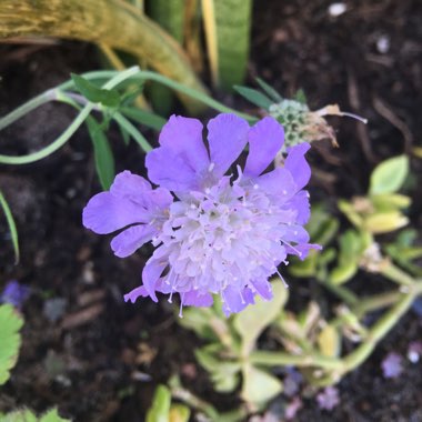 Blue Note Pincushion Flower