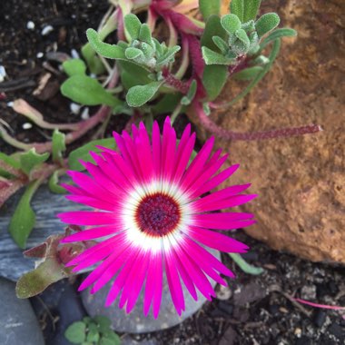 Livingstone Daisy
