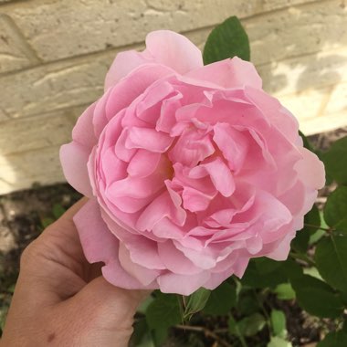 Talina's garden