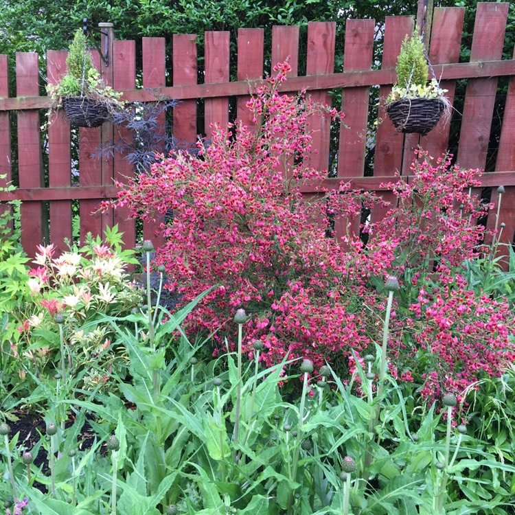 plant image 489794