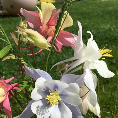 Columbine
