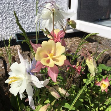 Columbine